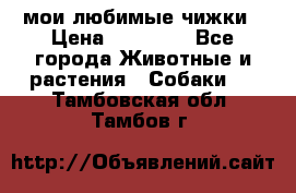 мои любимые чижки › Цена ­ 15 000 - Все города Животные и растения » Собаки   . Тамбовская обл.,Тамбов г.